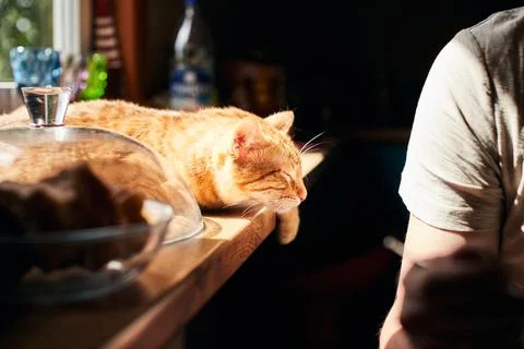 Portrait of a ginger cat on the table next to the Stock Photos