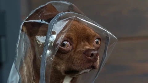 Portrait of a ginger dog in a raincoat. The muzzle of a brown chihuahua. Hello a Stock Footage 314206189