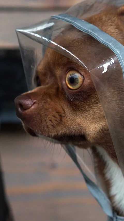 Portrait of a ginger dog in a raincoat. The muzzle of a brown chihuahua. Hello a Stock Footage 314206296