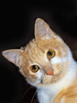 Portrait of Ginger Hunter cat with stretched paw on Black background Stock Photos