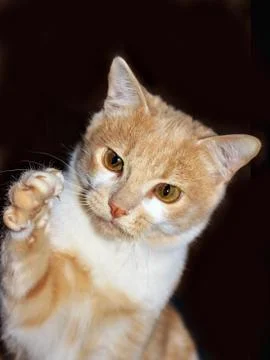Portrait of Ginger Hunter cat with stretched paw on Black background Stock Photos