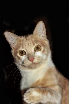 Portrait of Ginger Hunter cat with stretched paw on Black background Foto stock