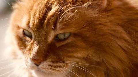 Portrait of a ginger long-haired cat outdoors. Close-up 스톡 사진