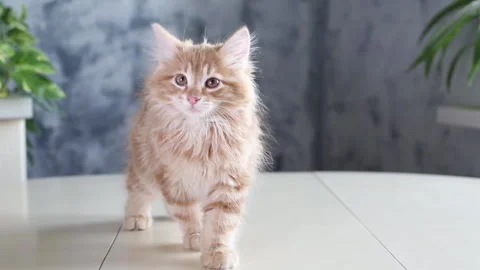 Portrait, ginger red kitten,home interior Video stock 241492944