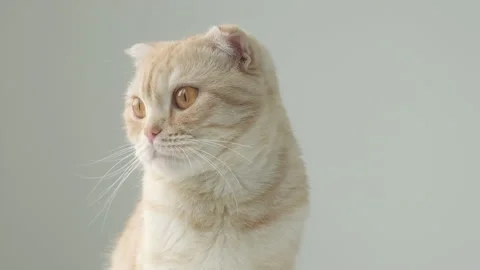 Portrait of Ginger tabby cat breed Scottish Fold on gray background Stock Footage 219763304