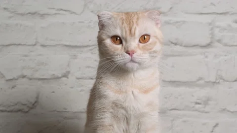 Portrait of Ginger tabby young cat breed Scottish Fold with big brown eyes on Stock Footage 169701020