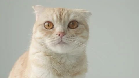 Portrait of Ginger tabby young cat breed Scottish Fold on gray background Stock Footage 192043521