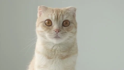Portrait of Ginger tabby young cat breed Scottish Fold with big brown eyes on Stock-Footage 199346804