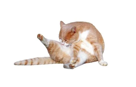 Portrait of ginger-white cat Stock Photos