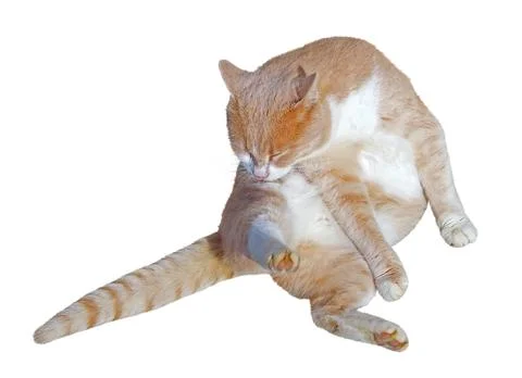Portrait of ginger-white cat Stock Photos