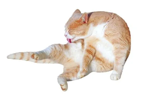 Portrait of ginger-white cat Stock Photos