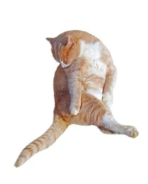 Portrait of ginger-white cat Stock Photos