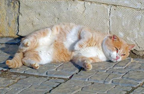 Portrait of ginger-white cat Stock Photos