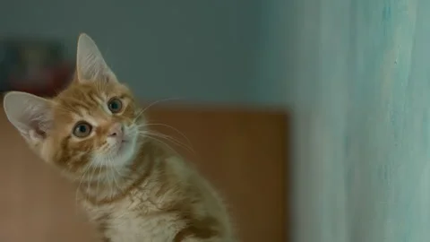 Portrait, ginger young kitty, cute domestic pet, home, cat looking Stock Footage 280010880