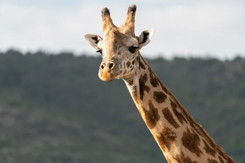Portrait of giraffe close up, looking at camera, in the Masaai Mara Reserve.. Stock Photos