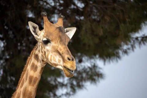 Portrait of a giraffe close up Foto stock