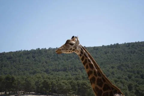 Portrait of a giraffe in the field. Stock Photos