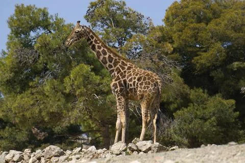 Portrait of a giraffe in the field Foto stock