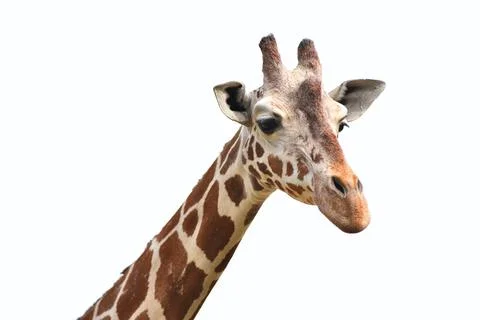 Portrait of giraffe head isolate on white background Stock Photos