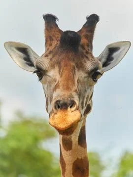 Portrait of giraffe on light background Stock Photos