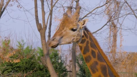 Portrait of giraffe looking around and chewing at farm, zoo Stock Footage 337060937