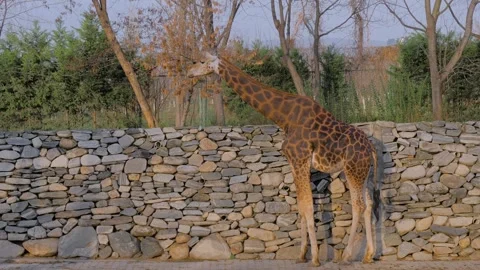 Portrait of giraffe looking around at farm, zoo - side view 動画素材 341852391