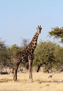 Portrait of a Giraffe - Namibia Foto stock