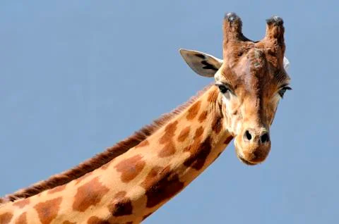 Portrait of giraffe Stock Photos