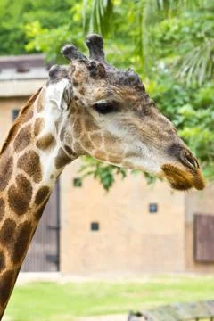 Portrait of giraffe Stock Photos