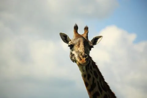 Portrait of a giraffe Stock Photos