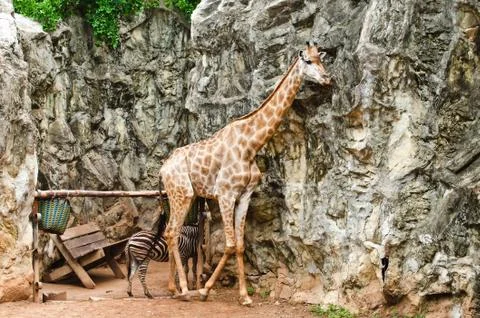 Portrait of giraffe Фото