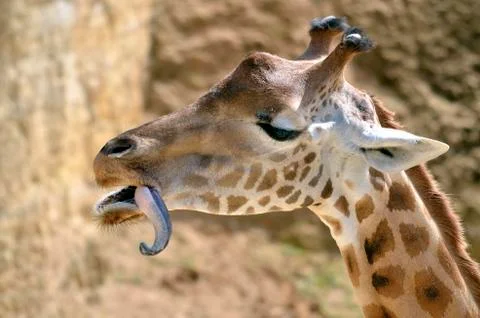 Portrait of giraffe Stock Photos