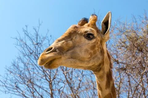 Portrait of a giraffe Stock Photos
