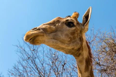 Portrait of a giraffe Foto stock