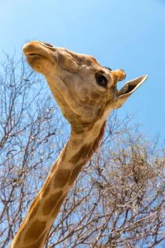 Portrait of a giraffe Фото