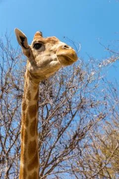 Portrait of a giraffe 写真素材
