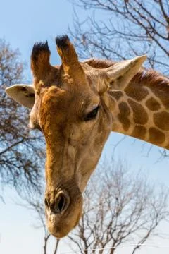 Portrait of a giraffe Stock Photos