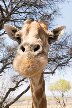 Portrait of a giraffe Stock Photos