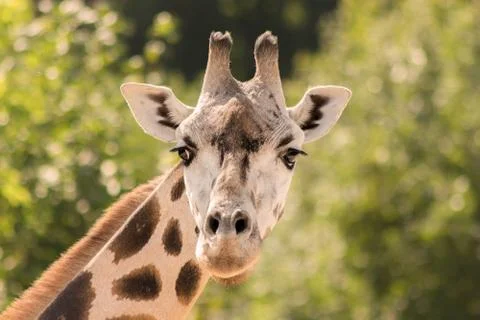 Portrait of a giraffe Stock Photos