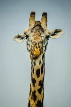 Portrait of a giraffe Stock Photos