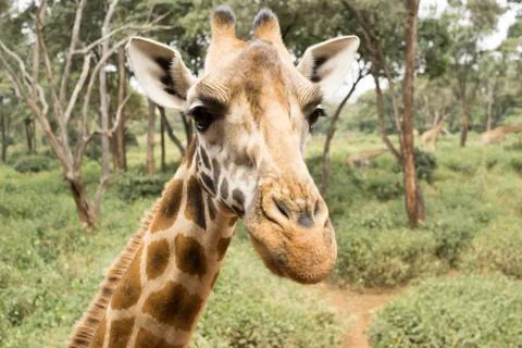 Portrait of a Giraffe Stock Photos