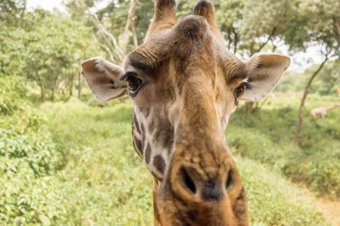 Portrait of a Giraffe Stock Photos