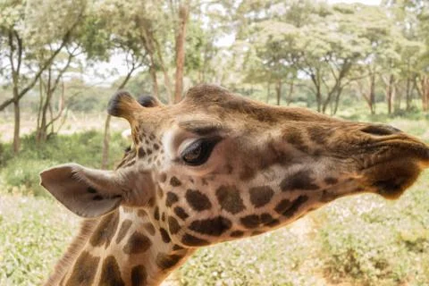 Portrait of a Giraffe 스톡 사진