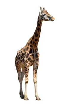 Portrait of a giraffe Stock Photos