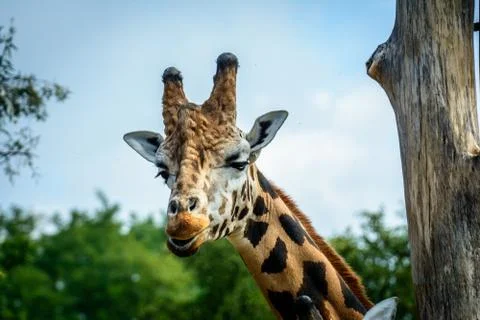 Portrait of Giraffe Stock Photos