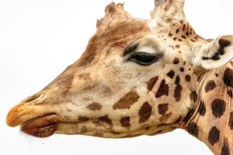 Portrait of giraffe Stock Photos