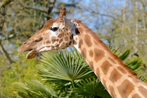 Portrait of giraffe Stock Photos