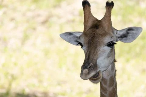 Portrait of Giraffe Foto stock