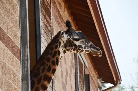 Portrait of a giraffe 스톡 사진