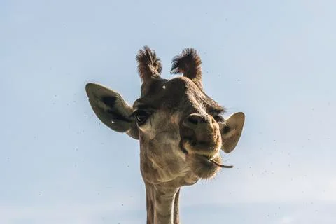 Portrait of a giraffe Stock Photos